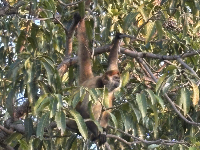 お母さん猿は去年亡くなったそうで