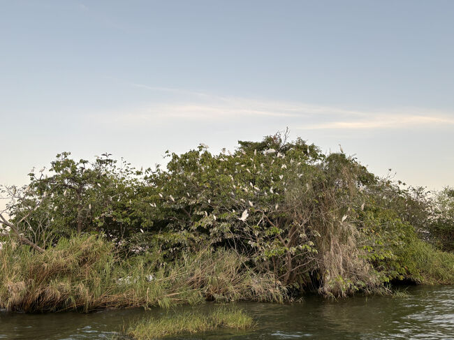 この島にやってきて眠るそうです。