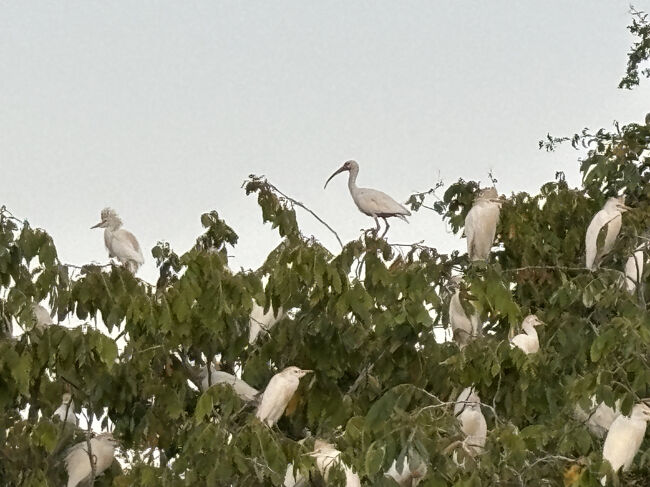 こんなにたくさんのサギ、初めて見ました。