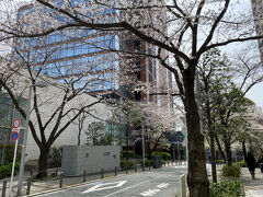 少し移動してさくら坂に来ました。