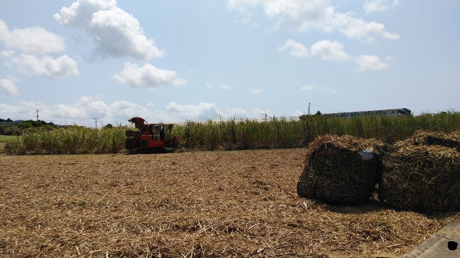 さて、最後は真栄田岬に向かう。ちょうどサトウキビの収穫の時期を迎えているようで、割と収穫を終えている農地のほうが多かった。