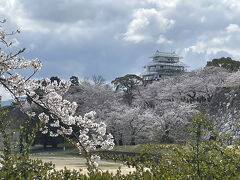 舞鶴公園から見る福岡城です。福岡j法に天守閣があったかどうかはまだ解明されていないですが、天守閣再建機運が盛り上がっています。今年の花見に合わせて天守台に天守閣が仮設で設けられています。夜間はライトアップされているようです。