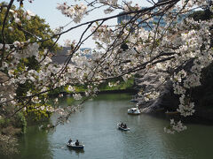 やっと満開になりました。雨の後、どうにか桜ももった感じ。おそらく今日が最後の満開チャンスでしょう。