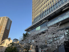 神楽坂に向かう途中の飯田橋サクラテラスの桜。