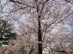 鶴舞公園

Mar.30
Cloudy and occasionally sunny

訪問時、蕾も目立つ、五分咲き程度でした(^^)