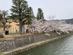 京都市バス京セラ美術館が見えてきた

桜並木が美しい
スマホで自撮りする観光客多し