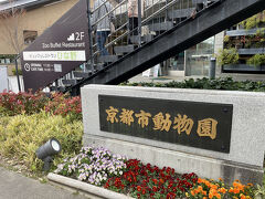 バスで移動 京都市動物園へ
京都市動物園 大正天皇の結婚を記念して明治36年（1903）4月に開園
 日本で2番目に古い動物園 もちろん一番は上野動物園ね