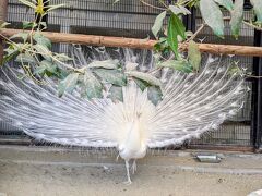 桜の開花状況を鑑賞しに散策。
野毛山動物園の園内。
白いクジャクも鑑賞。