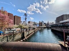 桜の開花状況を鑑賞しに散策。