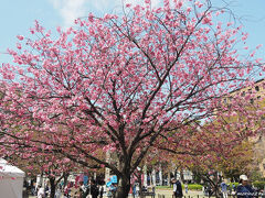 横浜公園の桜（横浜緋桜）

解説によれば、横浜の名前が付く唯一の桜で、
「兼六園熊谷」と「寒緋桜」を交配したものだそうです。