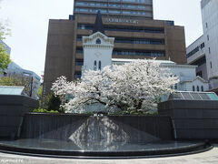 開港広場公園　横浜海岸教会の桜