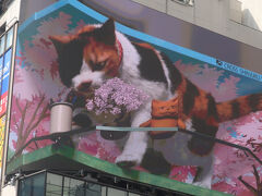 クロス新宿ビジョン 3D巨大猫
