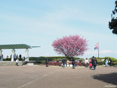 港の見える丘公園　展望台

ここにも横浜緋桜が咲いています。