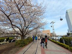 桜の開花状況を鑑賞しに散策。