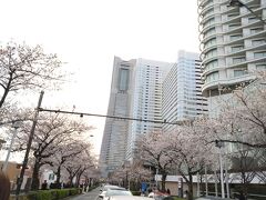 みなとみらい さくら通り