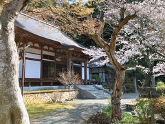 桜咲く今泉不動称名寺。