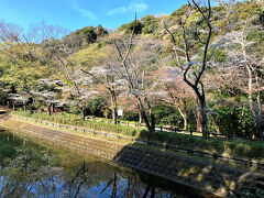 鎌倉湖、堰堤に桜並木