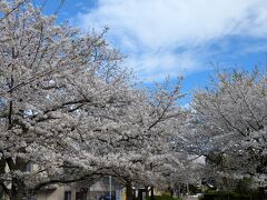 駒繋公園の桜