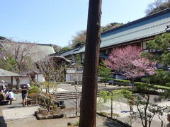 建長寺境内。
鎌倉の寺社のなかでも、桜が見ごろなのは、やはりここ建長寺と、あとは鶴岡八幡宮、源氏山が見事らしい。