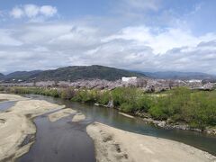 まずはこちらへ。石清水八幡宮駅近くの背割堤という桜の名所。淀川の土手に桜並木があります。