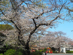 コーヒーを買って、こちらの「掃部山（かもんやま）公園」で飲もうと思っていたのになヽ(`Д´)ﾉﾌﾟﾝﾌﾟﾝ オコッテナイヨ 笑 