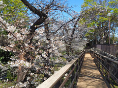 「野毛山公園」へ。動物園も公園の一部かな？私は奥の方にある遊具広場で桜を見ます。広々として公園を歩くのも気持ちがよいです♪

枝を切ったみたいでボリュームがなくなってるけど、目線の高さで桜を楽しめるのが魅力です（*´▽｀*）