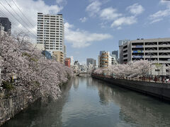 京急日ノ出町駅近くの旭橋の上からは、大岡川の両岸の桜並木が眺められます