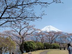 キャンプ場の方でも、もう少しで満開になりそうです