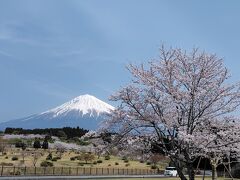 今度は20分位離れた大石寺(たいせきじ)に移動しました。もうここは素晴らしい満開でした