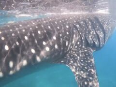 ジンベイサメ！
気づいたら近くにいる。

※妙に横長の写真はGoProで撮った動画を切り抜いたものです。