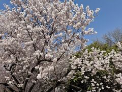 上田城千本桜まつり