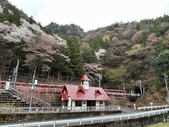 桜をバックにいい感じ♪