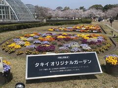 府立植物園へ。
お花が綺麗。桜は満開。
2歳になったばかりの孫も、
最後は芝生広場で走りまわり、
写真どころではなくなりました。