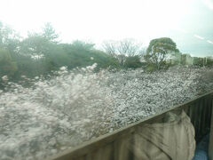 　荒子川公園駅はその名の通り、荒子川公園の真上にある駅。桜は満開までもう少しです。駅近くの桜がハッとするほど白く、時間があれば お花見に降りたいところでした。
　この日の夕方のニュースでは中継も出ていて、名古屋の桜の名所の一つのようです。