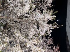 駒込駅前で桜と月
駒込駅と言えば、発車のベルは「さくらさくら」。染井吉野発祥の地ですから