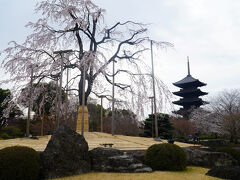 2番目の目的地は、東寺。京都駅南口から徒歩15分で寺の入口ですだれ桜が迎えてくれます。