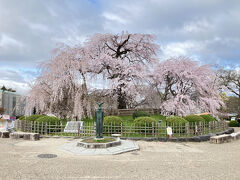 2025.4.4　金　AM7：44　円山公園　メインの枝垂れ桜