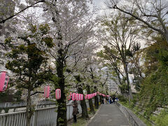 神田川の桜を楽しみます。