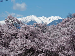 冠雪のアルプスと桜と青空が美しい