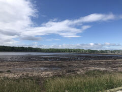 潮による立ち枯れの木々が野付半島の見どころです。時々タンチョウも見られるのですが、この時はいませんでした。