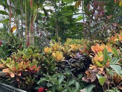 フラワーパークでは熱帯植物がみられる