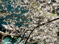 ライトアップも綺麗です。