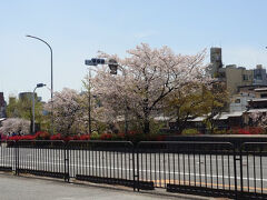帰りはバスで京阪三条まで行って、京阪電車で帰りました。
三条の駅の桜もまだ残ってました。

今年は三週連続で花見に行きましたが、お天気も良くて最高でした。
桜もいつもより長く楽しめました。
こんな年も珍しいです。

読んでいただきありがとうございましたm(__)m