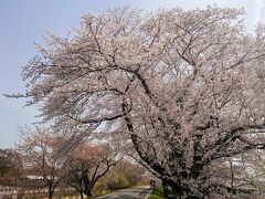 木曽川堤

Apr.5
Sunny then cloudy

公共交通機関利用の場合、岩倉から木曽川堤への移動が中々大変ですが、マイカー利用者も駐車場問題が勃発して大変そうでしたw