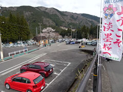 根尾谷淡墨桜に到着
駐車場は広く、スタッフさんの誘導に沿って駐車する