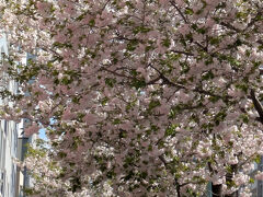 花園通りから国際通りへ出て来ても一葉桜の並木は続いてます。
見るともなくチャリを走らせるとあちこちで桜に出会えます。良い季節です(ホントかな？)