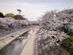 山崎川四季の道

Apr.5
Sunny then cloudy

瑞穂スポーツパーク辺りから北上…