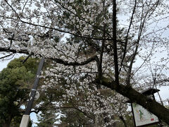 以下円山公園のしだれ桜を堪能していただきたい。