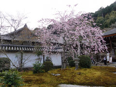 本堂前に枝垂桜。