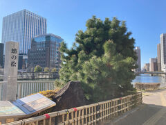 中之島は、大阪落城後に豪商・淀屋与三郎によって開発されたのが始まりとか。
江戸時代には諸大名の蔵屋敷が多く設けられ、立ち並んだ蔵屋敷前には、各藩自慢の松が植えられ、人々は屋敷の白壁と川面に映る松の景色を楽しんだそうです。
その中でも蛸のような枝ぶりで名所となっていたものを再現しているらしい。
近代的なビルと並んで目立ちます。